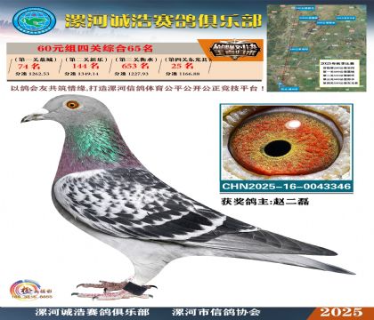 60元組四關(guān)鴿王65名