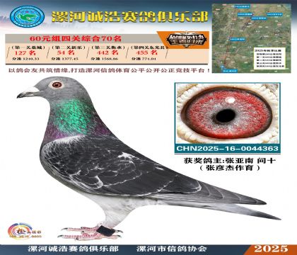 60元組四關(guān)鴿王70名