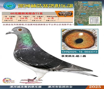 60元組四關(guān)鴿王71名