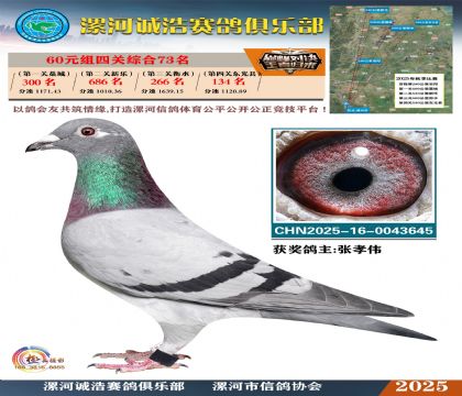 60元組四關(guān)鴿王73名