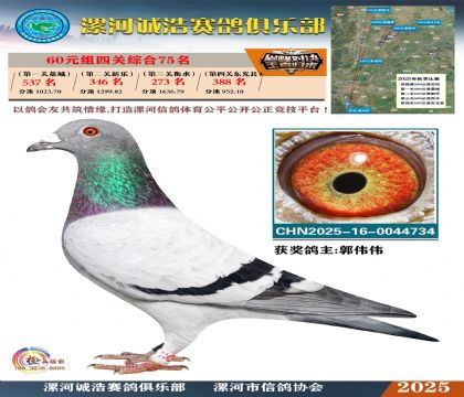 60元組四關(guān)鴿王75名