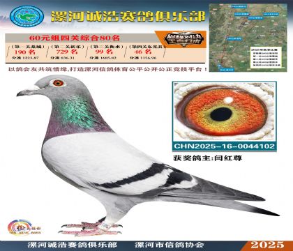 60元組四關(guān)鴿王80名