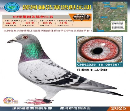 60元組四關(guān)鴿王81名