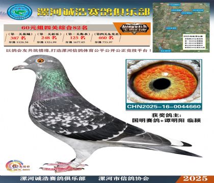 60元組四關(guān)鴿王82名
