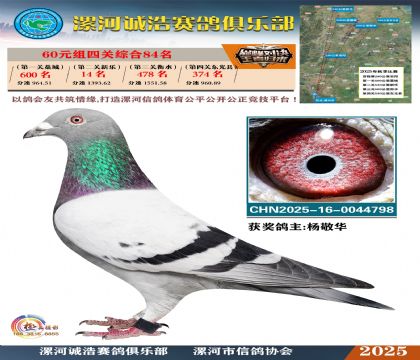 60元組四關(guān)鴿王84名