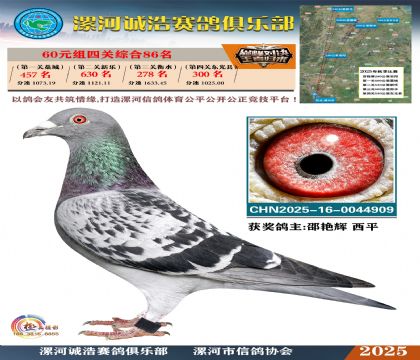 60元組四關(guān)鴿王86名