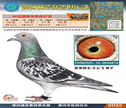 60元組四關(guān)鴿王87名