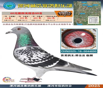 60元組四關(guān)鴿王89名