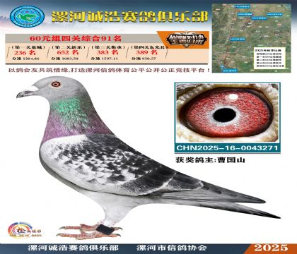 60元組四關(guān)鴿王91名