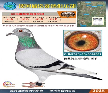 60元組四關(guān)鴿王93名