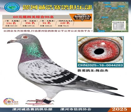 60元組四關(guān)鴿王98名