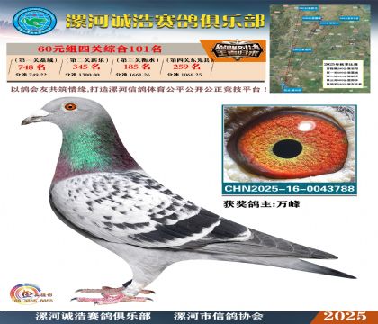 60元組四關(guān)鴿王101名