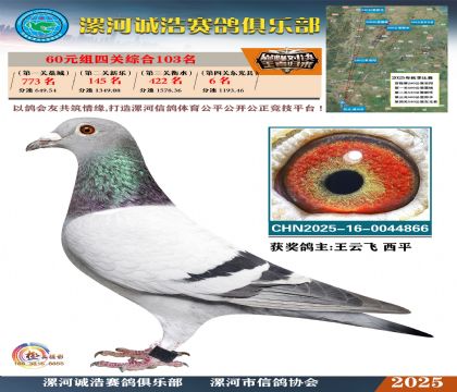 60元組四關(guān)鴿王103名