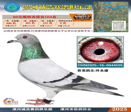 60元組四關(guān)鴿王104名