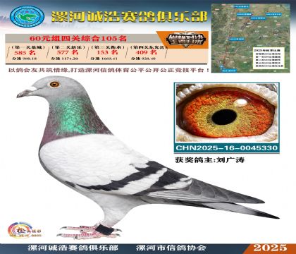 60元組四關(guān)鴿王105名