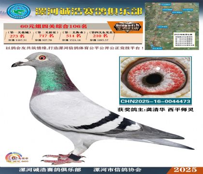60元組四關(guān)鴿王106名