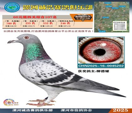60元組四關(guān)鴿王107名