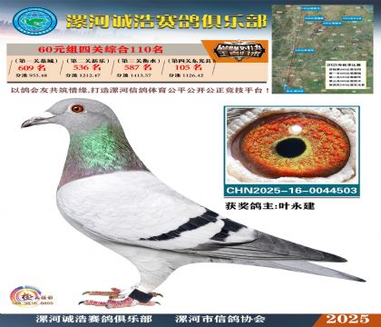 60元組四關(guān)鴿王110名