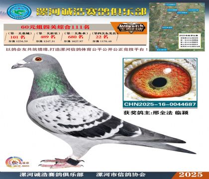 60元組四關(guān)鴿王111名