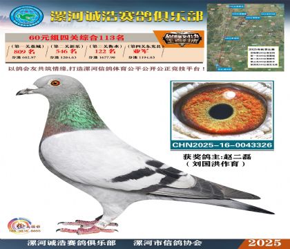 60元組四關(guān)鴿王113名