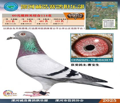 60元組四關(guān)鴿王114名