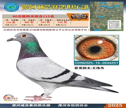 60元組四關(guān)鴿王115名