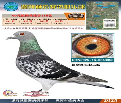 60元組四關(guān)鴿王116名