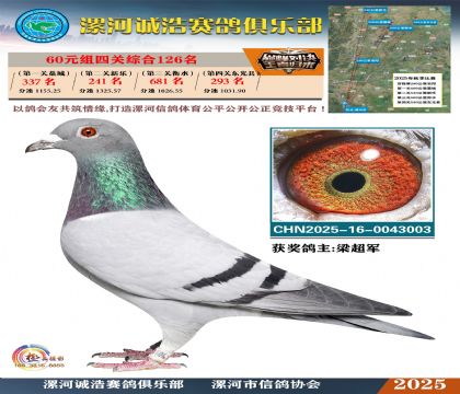 60元組四關(guān)鴿王126名