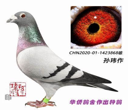 6--CHN2020-01-1423868