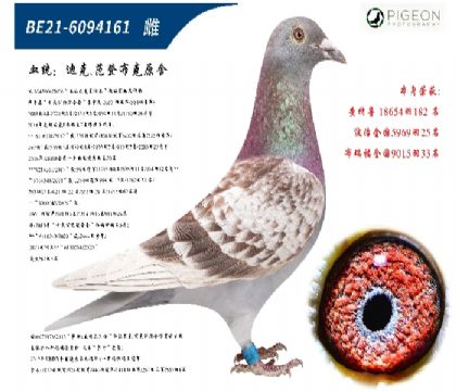 Ͽ˷ǲ˻ض006ֱŮرƼ