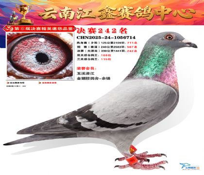 禄劝江鑫决赛242名