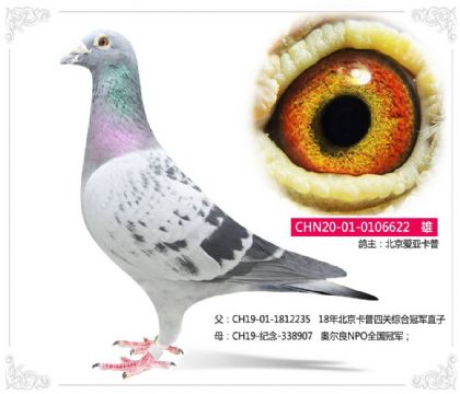 ǿ	--¶NPOȫھֱ-622   	