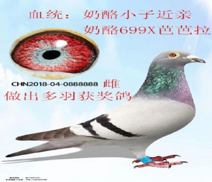 奶酪黃金配對(duì)直女888888