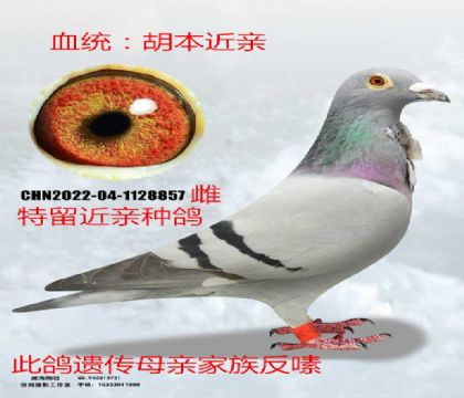 金環(huán)胡本金母近親回血