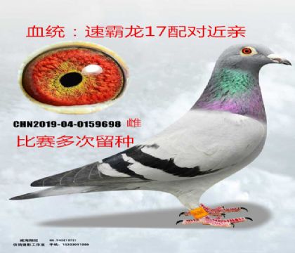 著名速霸龍17配對(duì)近親