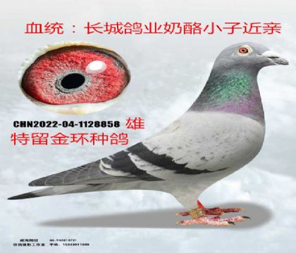 金環(huán)長(zhǎng)城鴿業(yè)奶酪小子近親