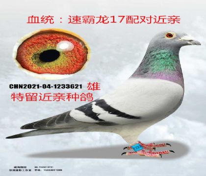 速霸龍著名17配對(duì)近親