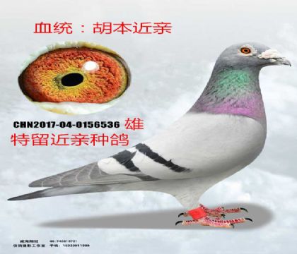 基礎(chǔ)種鴿700公里當(dāng)日歸冠軍直子