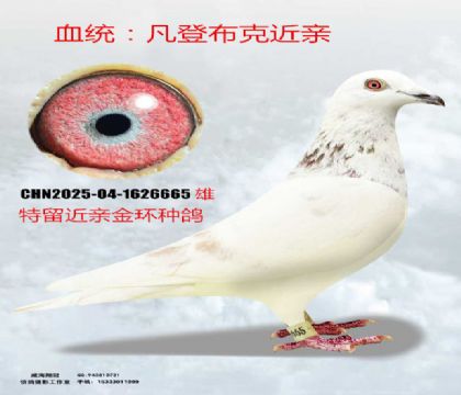 金環(huán)凡登布克近親