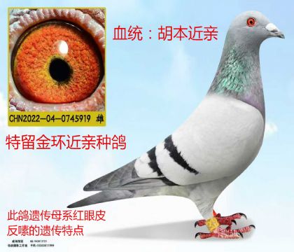 金環(huán)胡本金母近親回血