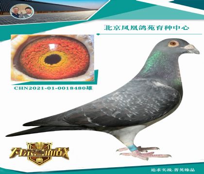 (zhn)f¾SߚwXߚwֱŮ