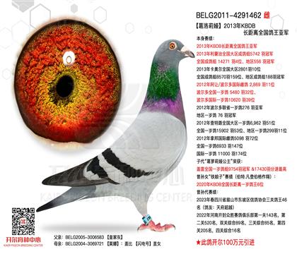 【葛洛莉婭】KBDB長距鴿王亞軍