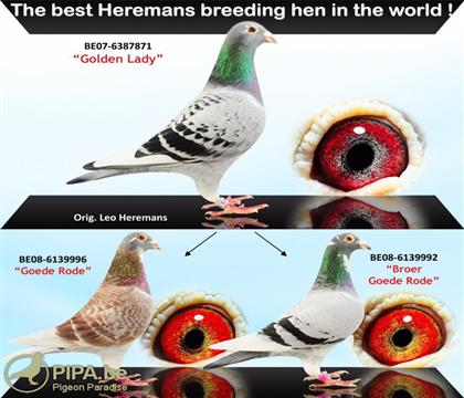 �ƽ�Ů�ɡ��ú졢�ú��ֵ�