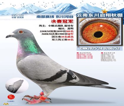 东川启翔决赛冠军