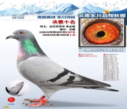 东川启翔决赛10名