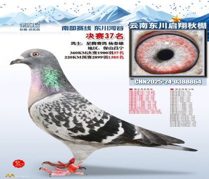 东川启翔决赛37名