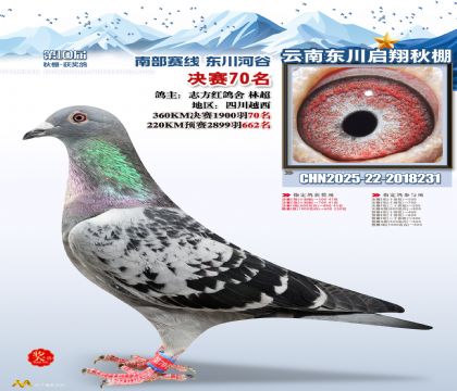 东川启翔决赛70名