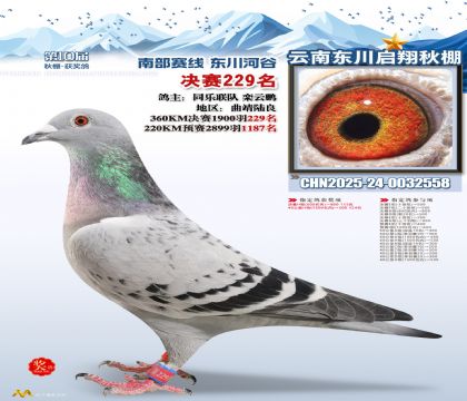 东川启翔决赛229名