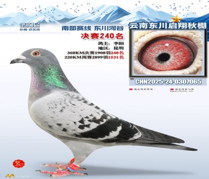 东川启翔决赛240名