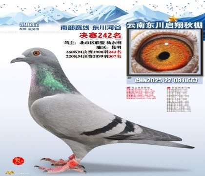 东川启翔决赛242名